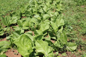 O terreno possui mais de 5 mil pés de hortaliças que vão gerar alimento para creches e moradores que vivem na região