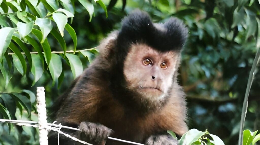 Macaco Prego, registrado em remanescente de Mata Atlântica na Área de Proteção Ambiental Cabuçu (APA Cabuçu)