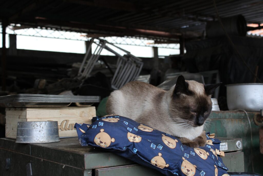 O gato Nino faz companhia no dia-a-dia do trabalho