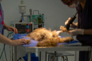 Apenas oito dos 39 municípios da Grande São Paulo possuem hospitais veterinários públicos
