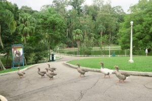 Após reclamações de aumento nos ingressos, Urbia quer renegociar gestão dos parques Cantareira e Horto Florestal